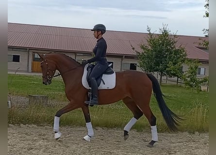 Koń oldenburski, Klacz, 4 lat, 169 cm, Gniada