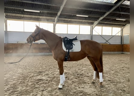 Koń oldenburski, Klacz, 4 lat, 169 cm, Kasztanowata