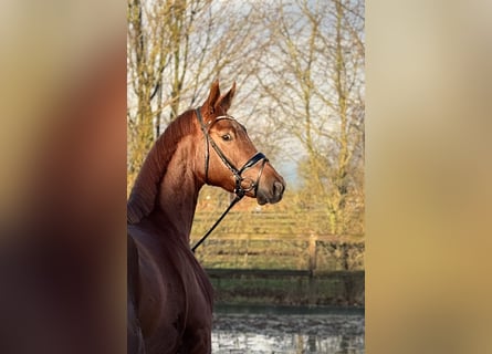 Koń oldenburski, Klacz, 4 lat, 169 cm, Kasztanowata