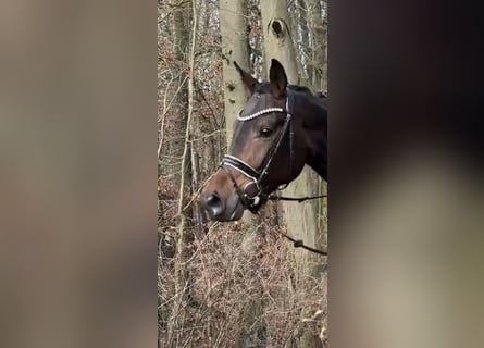 Koń oldenburski, Klacz, 4 lat, 170 cm, Ciemnogniada