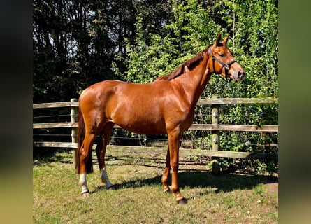 Koń oldenburski, Klacz, 4 lat, 170 cm, Ciemnokasztanowata