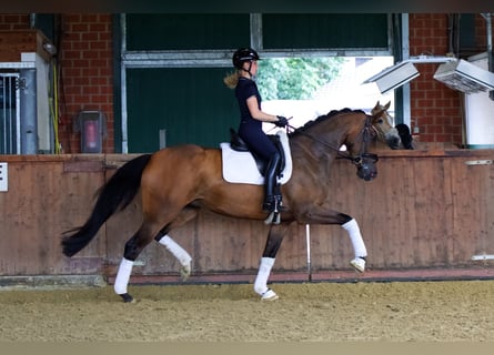 Koń oldenburski, Klacz, 4 lat, 170 cm, Gniada