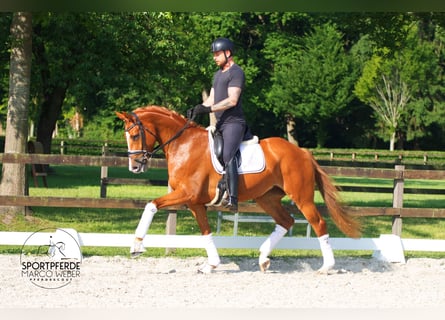 Koń oldenburski, Klacz, 4 lat, 170 cm, Kasztanowata