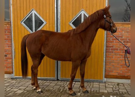 Koń oldenburski, Klacz, 4 lat, 170 cm, Kasztanowata