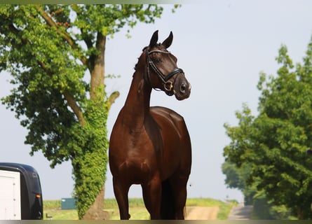 Koń oldenburski, Klacz, 4 lat, 170 cm, Skarogniada