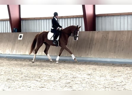 Koń oldenburski, Klacz, 4 lat, 172 cm, Kasztanowata