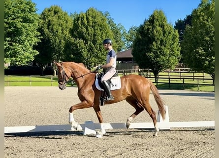 Koń oldenburski, Klacz, 4 lat, 174 cm, Kasztanowata