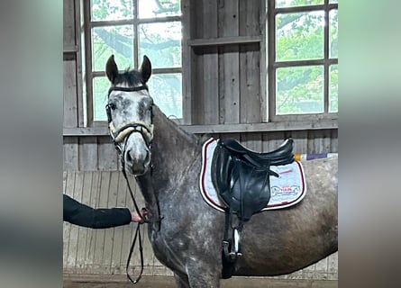 Koń oldenburski, Klacz, 4 lat, 175 cm, Siwa