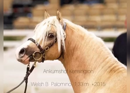 Koń oldenburski, Klacz, 5 lat, 153 cm, Siwa