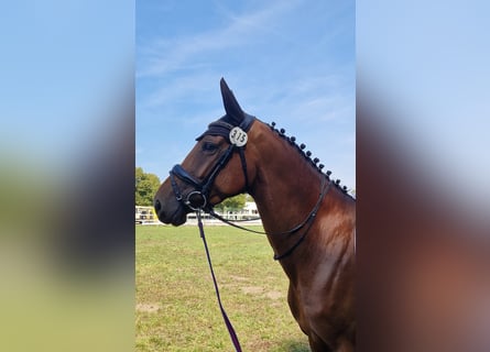 Koń oldenburski, Klacz, 5 lat, 160 cm, Gniada