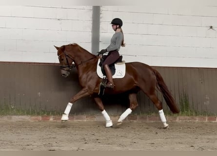 Koń oldenburski, Klacz, 5 lat, 162 cm, Ciemnokasztanowata