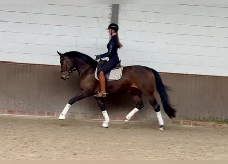 Koń oldenburski, Klacz, 5 lat, 163 cm, Ciemnogniada