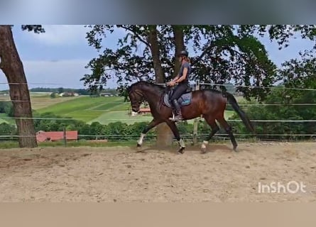 Koń oldenburski, Klacz, 5 lat, 163 cm, Ciemnogniada