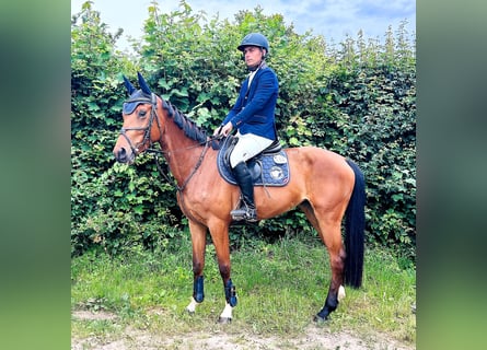 Koń oldenburski, Klacz, 5 lat, 163 cm, Gniada