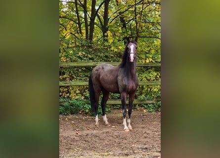 Koń oldenburski, Klacz, 5 lat, 164 cm, Ciemnogniada