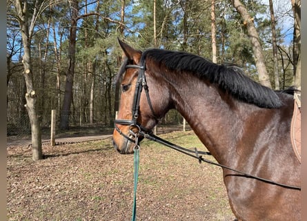 Koń oldenburski, Klacz, 5 lat, 165 cm, Ciemnogniada