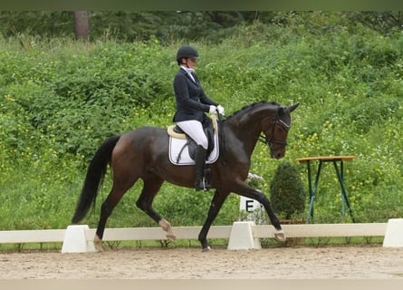 Koń oldenburski, Klacz, 5 lat, 165 cm, Gniada