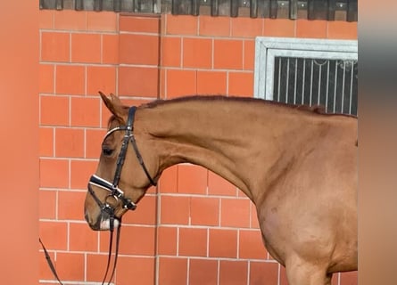 Koń oldenburski, Klacz, 5 lat, 165 cm, Kasztanowata