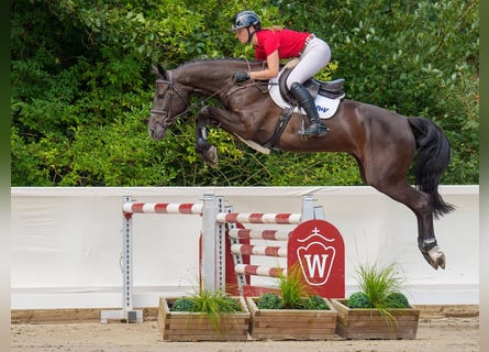 Koń oldenburski, Klacz, 5 lat, 166 cm, Ciemnogniada