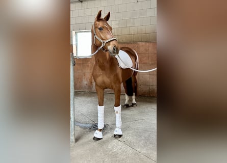 Koń oldenburski, Klacz, 5 lat, 166 cm, Kasztanowata