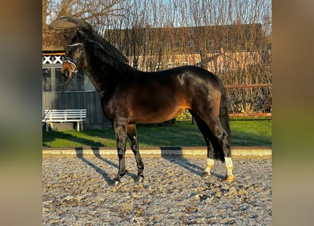 Koń oldenburski, Klacz, 5 lat, 167 cm, Ciemnogniada