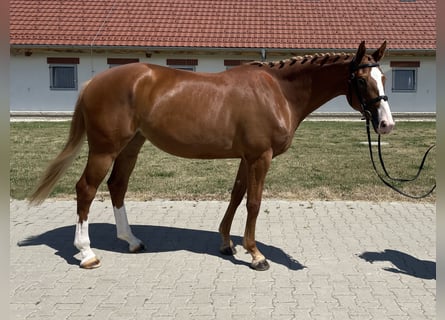 Koń oldenburski, Klacz, 5 lat, 167 cm, Ciemnokasztanowata