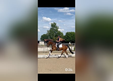 Koń oldenburski, Klacz, 5 lat, 167 cm, Gniada