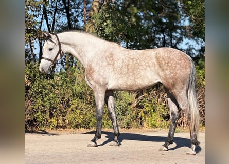 Koń oldenburski, Klacz, 5 lat, 168 cm, Bułana