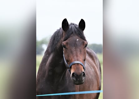 Koń oldenburski, Klacz, 5 lat, 168 cm, Ciemnogniada