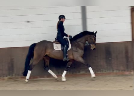 Koń oldenburski, Klacz, 5 lat, 169 cm, Ciemnogniada