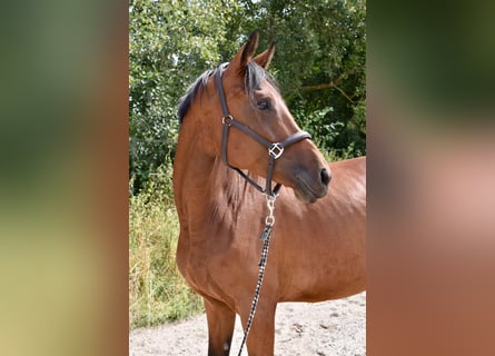 Koń oldenburski, Klacz, 5 lat, 169 cm, Gniada