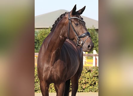 Koń oldenburski, Klacz, 5 lat, 169 cm, Skarogniada