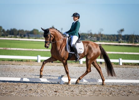 Koń oldenburski, Klacz, 5 lat, 170 cm, Ciemnokasztanowata