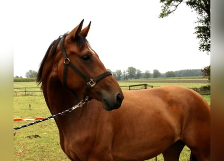 Koń oldenburski, Klacz, 5 lat, 170 cm, Gniada