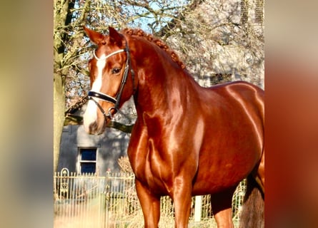 Koń oldenburski, Klacz, 5 lat, 170 cm, Kasztanowata