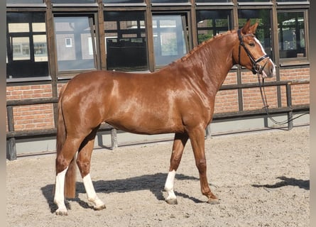 Koń oldenburski, Klacz, 5 lat, 170 cm, Kasztanowata