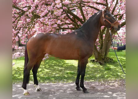 Koń oldenburski, Klacz, 5 lat, 171 cm, Ciemnogniada