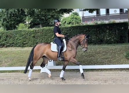 Koń oldenburski, Klacz, 5 lat, 171 cm, Gniada