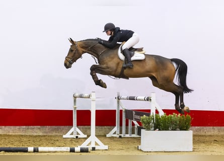 Koń oldenburski, Klacz, 5 lat, 174 cm, Gniada