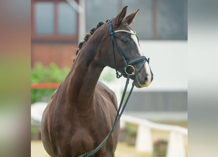 Koń oldenburski, Klacz, 5 lat, Kasztanowata