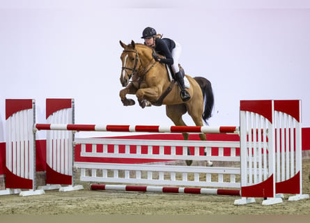 Koń oldenburski, Klacz, 6 lat, 163 cm, Cremello