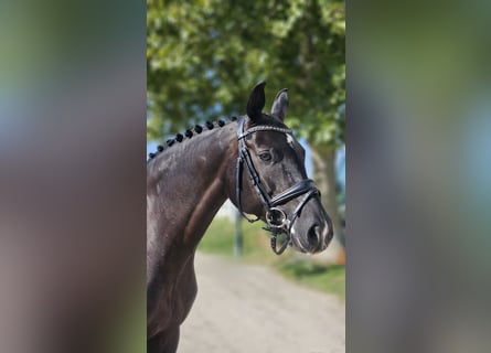 Koń oldenburski, Klacz, 6 lat, 165 cm, Kara