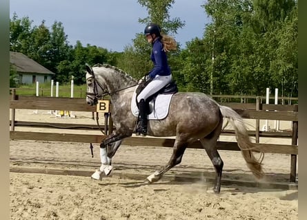 Koń oldenburski, Klacz, 6 lat, 165 cm, Siwa jabłkowita