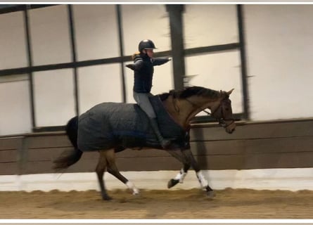 Koń oldenburski, Klacz, 6 lat, 167 cm, Gniada