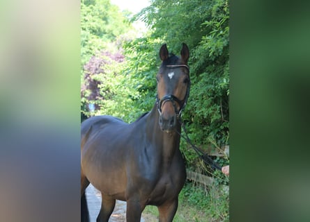 Koń oldenburski, Klacz, 6 lat, 167 cm, Gniada