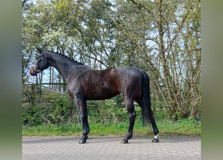 Koń oldenburski, Klacz, 6 lat, 168 cm, Ciemnogniada