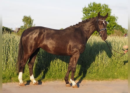 Koń oldenburski, Klacz, 6 lat, 168 cm, Kara