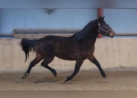 Koń oldenburski, Klacz, 6 lat, 170 cm, Gniada