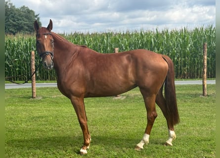Koń oldenburski, Klacz, 6 lat, 170 cm, Kasztanowata