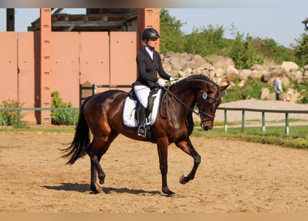 Koń oldenburski, Klacz, 6 lat, 172 cm, Ciemnogniada